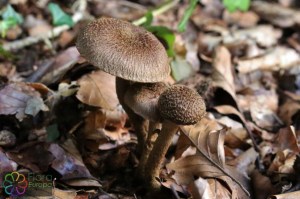 inocybe cincinnata (1)